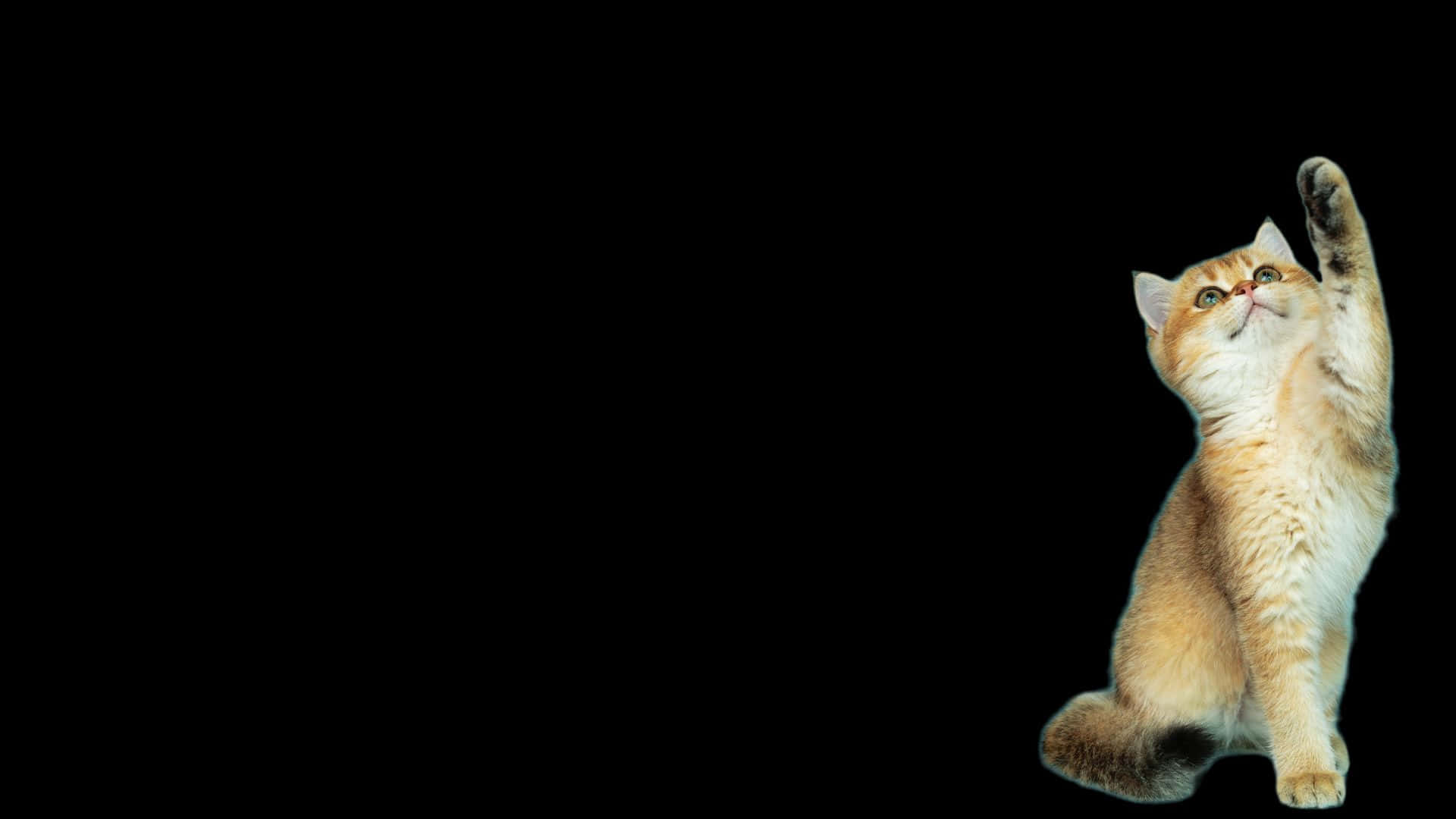 Work Or Play With This Dark Cute Laptop Background