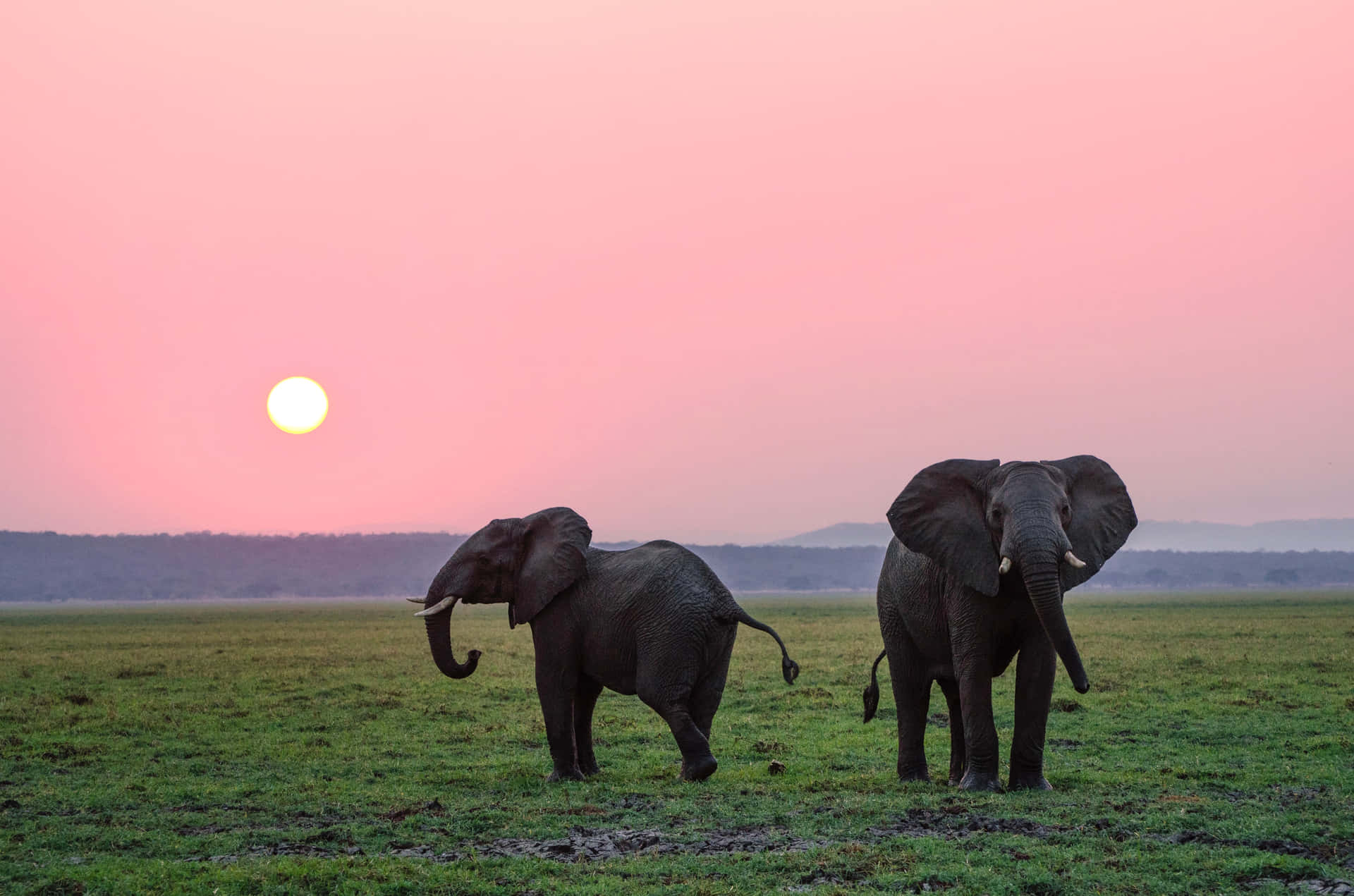 Work Smarter With Elephant Laptop Background