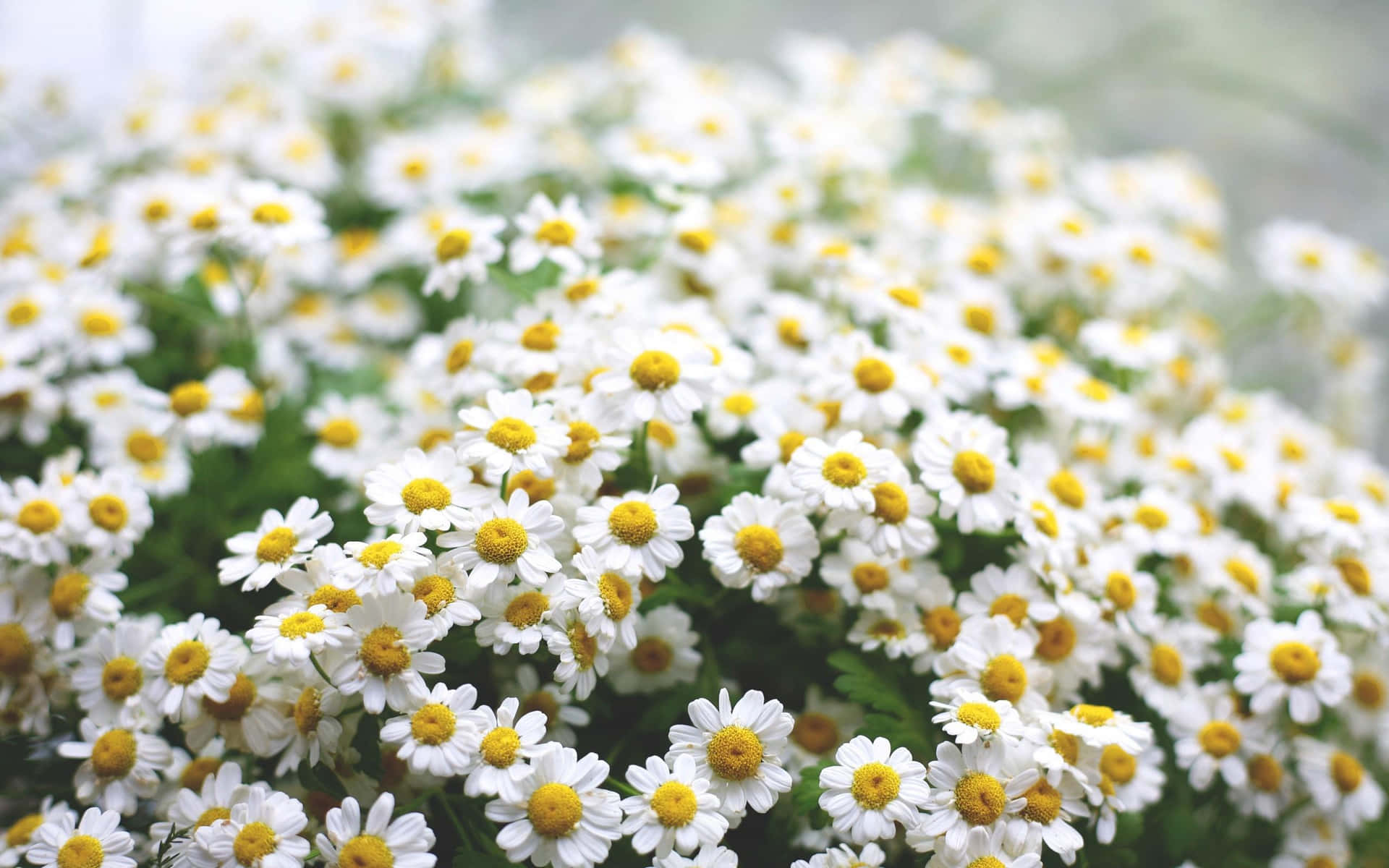 Work Smoothly With Daisy Laptop Background