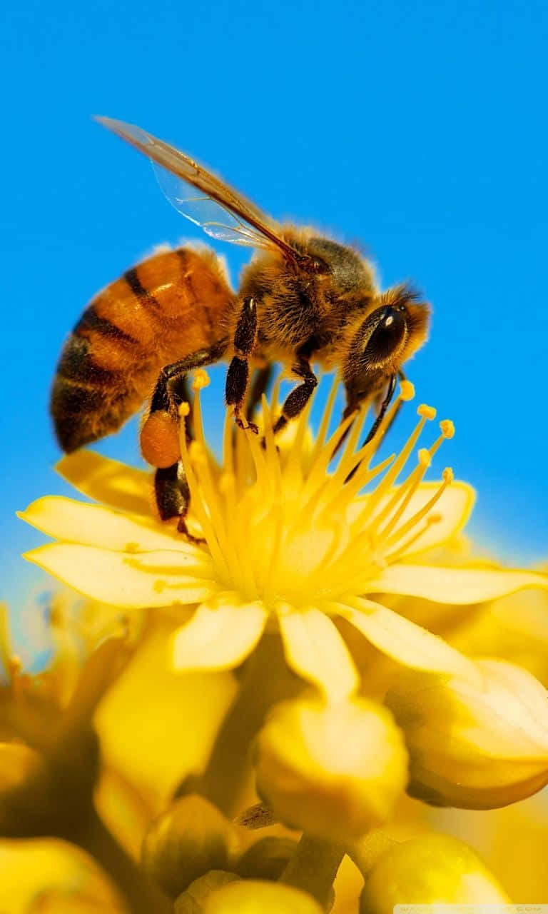 Worker Bee Iphone Gathering Honey Background