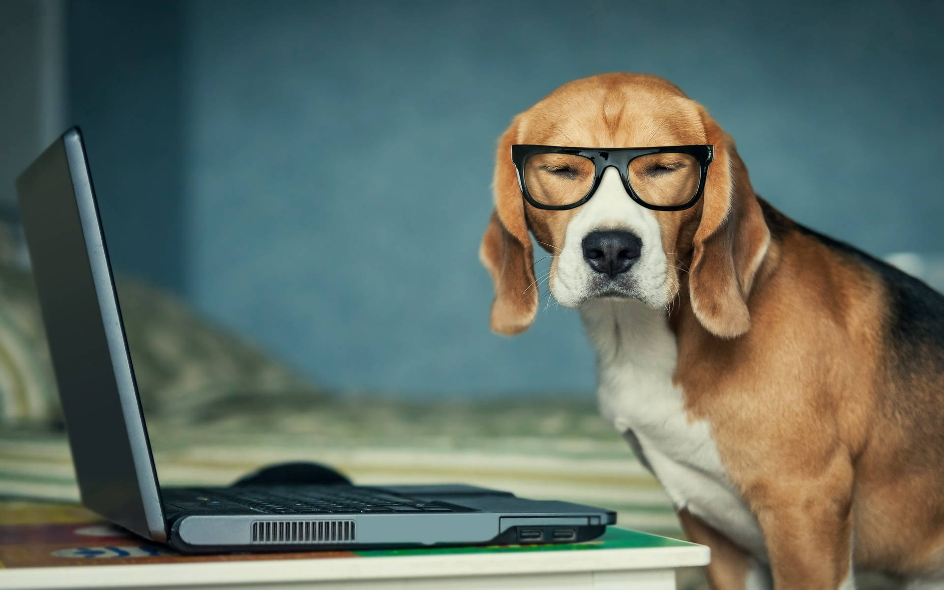 Working Beagle Dog Background