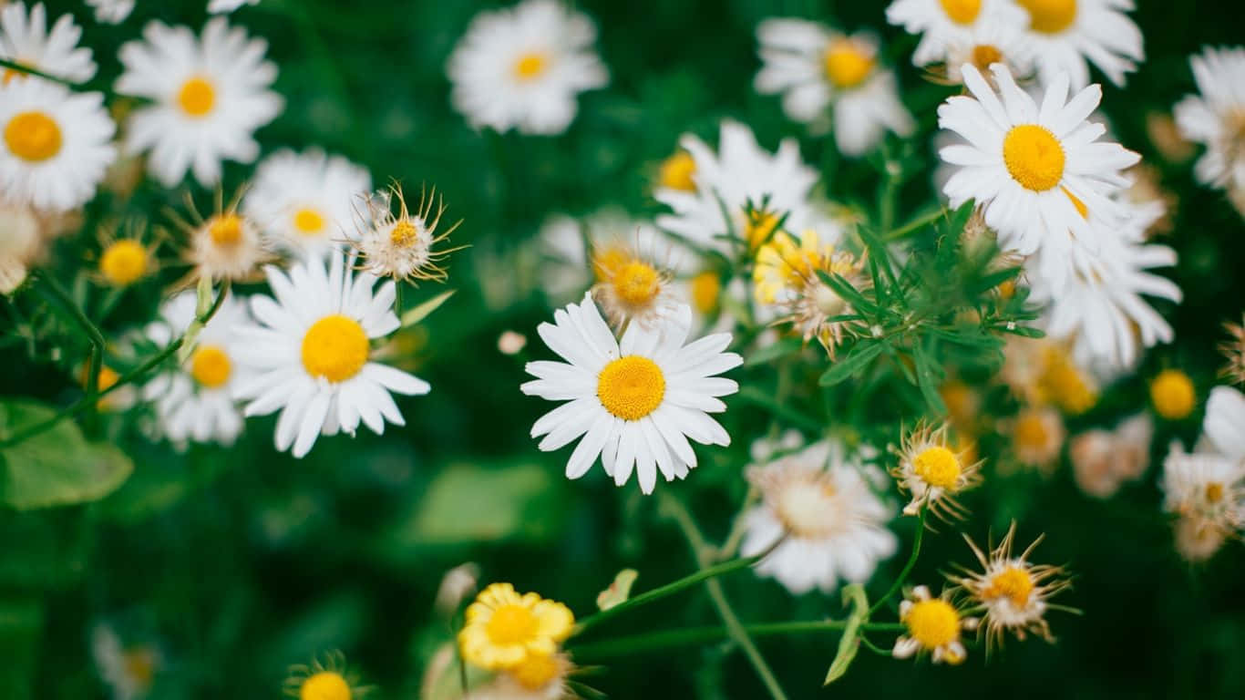 Working In Style – Daisy Laptop Background