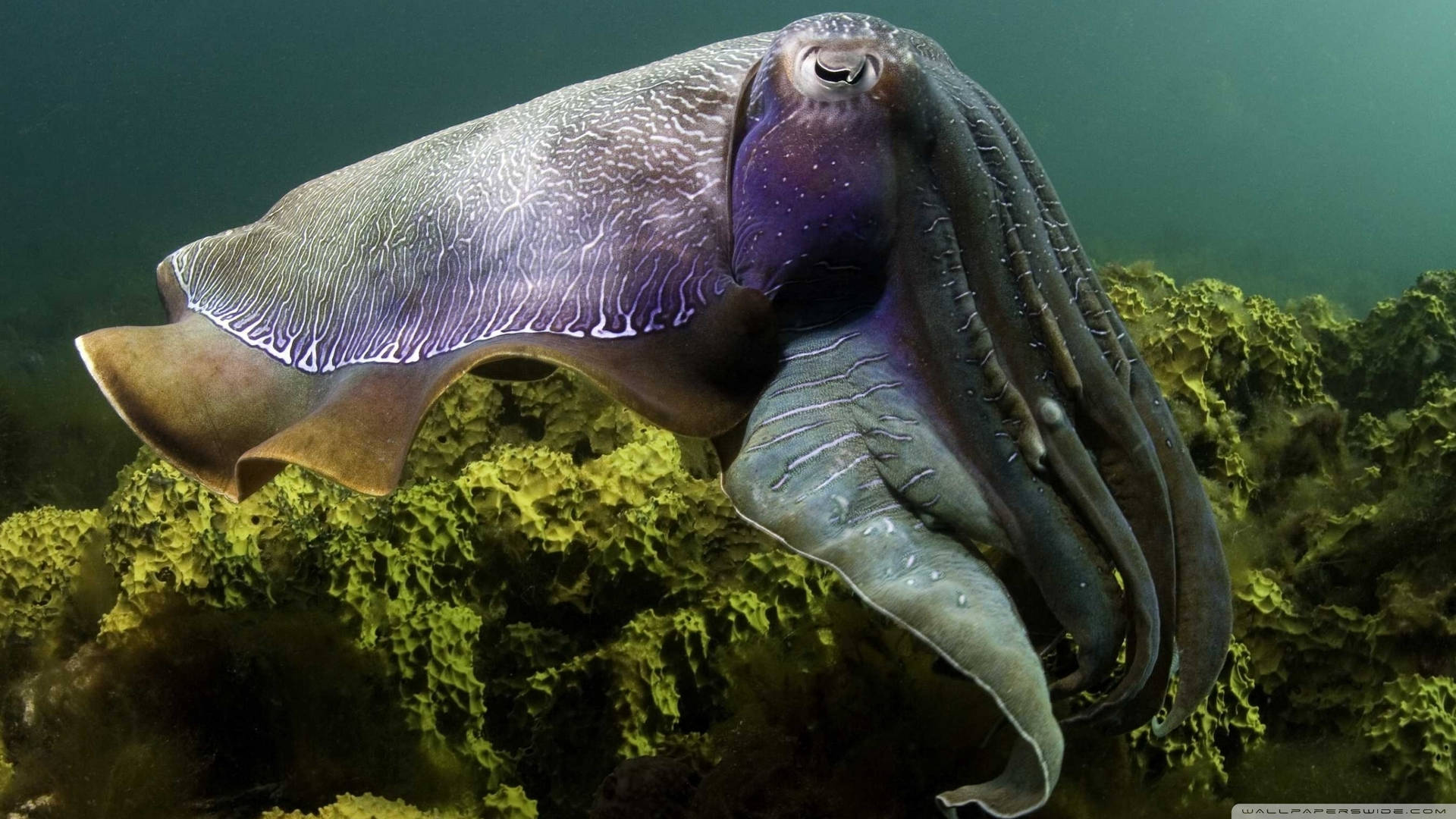 World's Largest Cuttlefish Specie