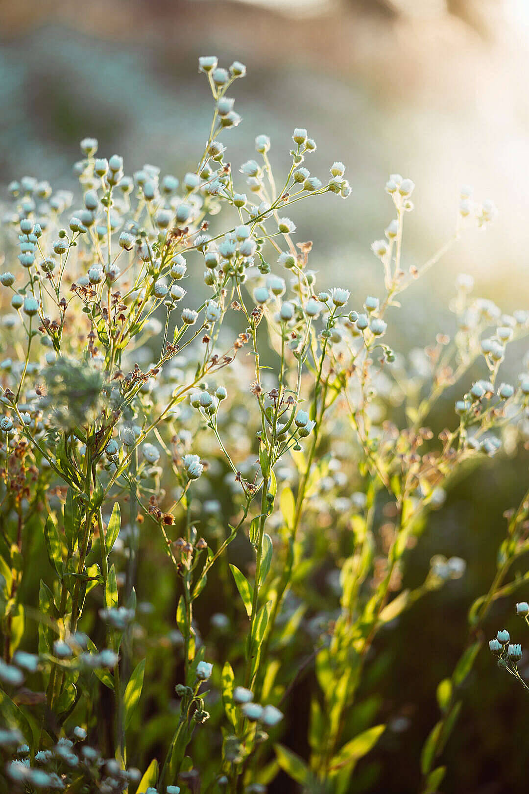 World's Most Beautiful Flowers Baby's Breath Background