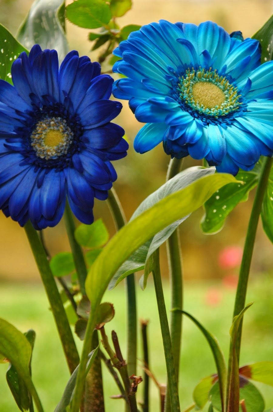 World's Most Beautiful Flowers Blue Gerberas Background