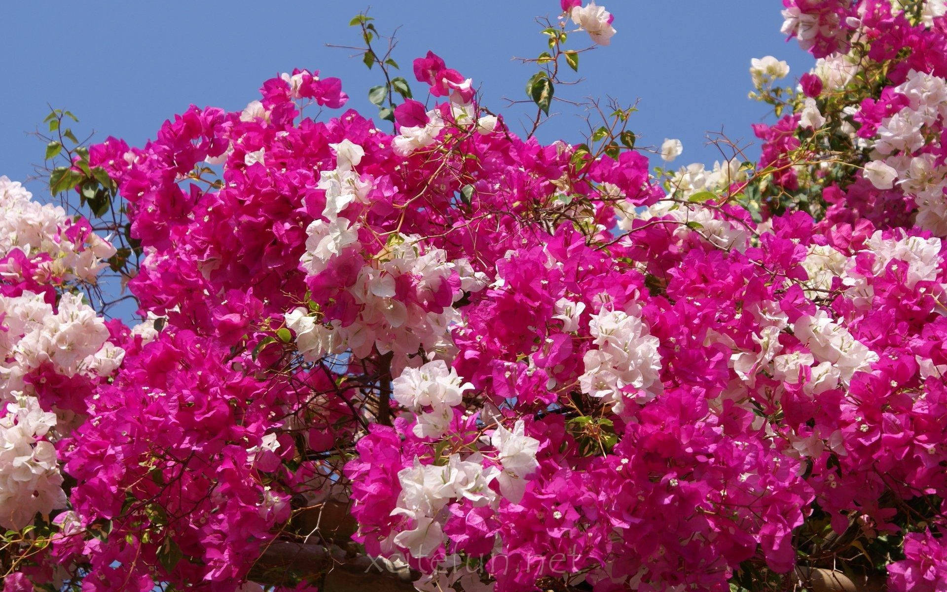 World's Most Beautiful Flowers Bougainvillea Background