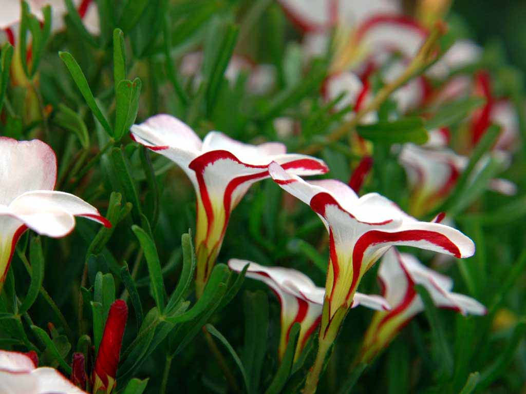 World's Most Beautiful Flowers Candy Cane Background