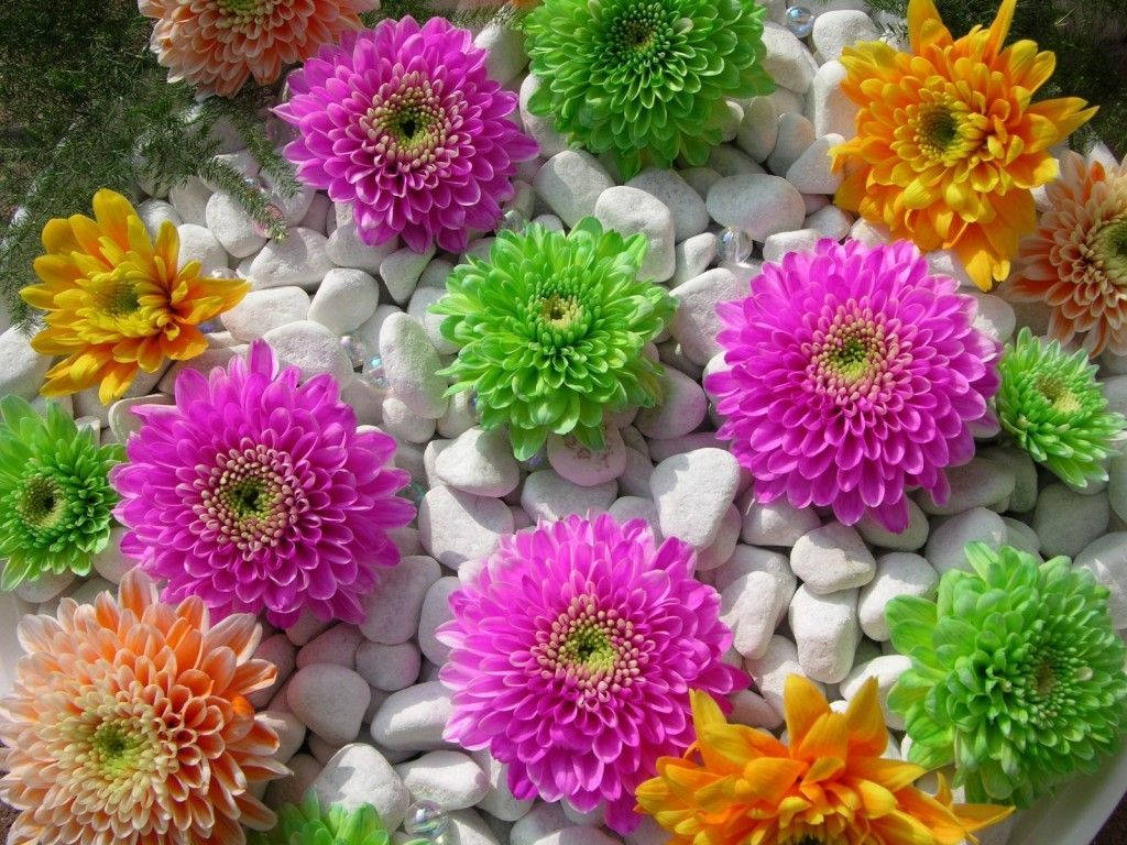 World's Most Beautiful Flowers Colourful Petals Background