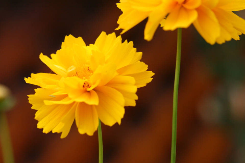 World's Most Beautiful Flowers Lance-leaved Coreopsis Background