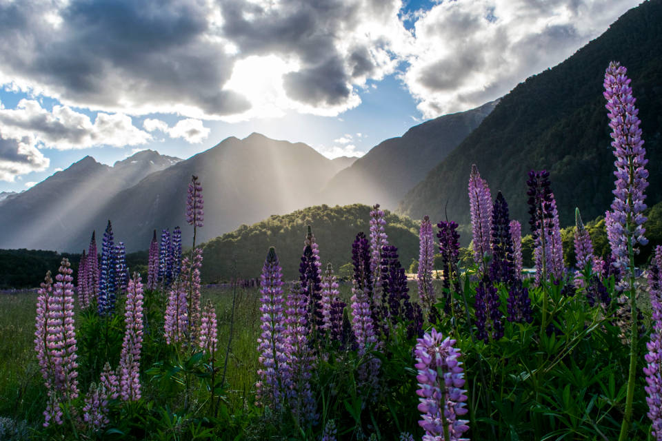 World's Most Beautiful Flowers Large-leaved Lupines Background