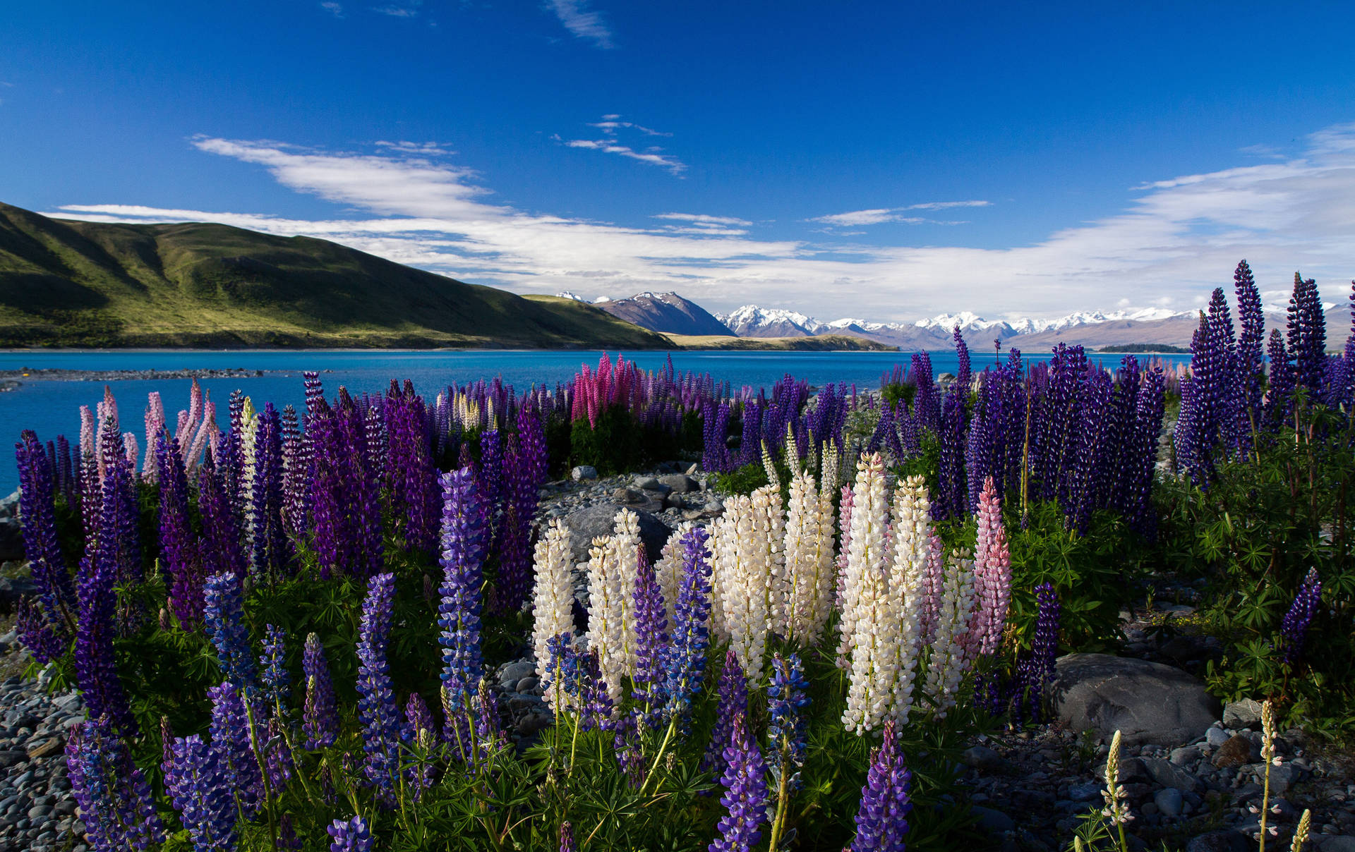 World's Most Beautiful Flowers Lupine Field Background