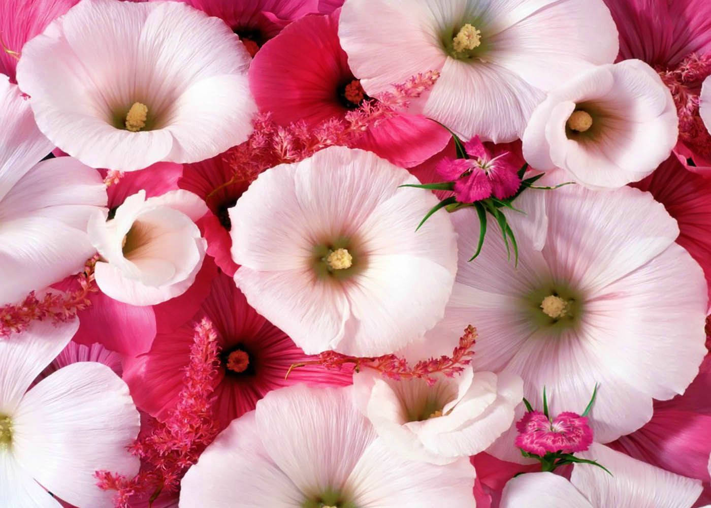 World's Most Beautiful Flowers Mallow Malope Background