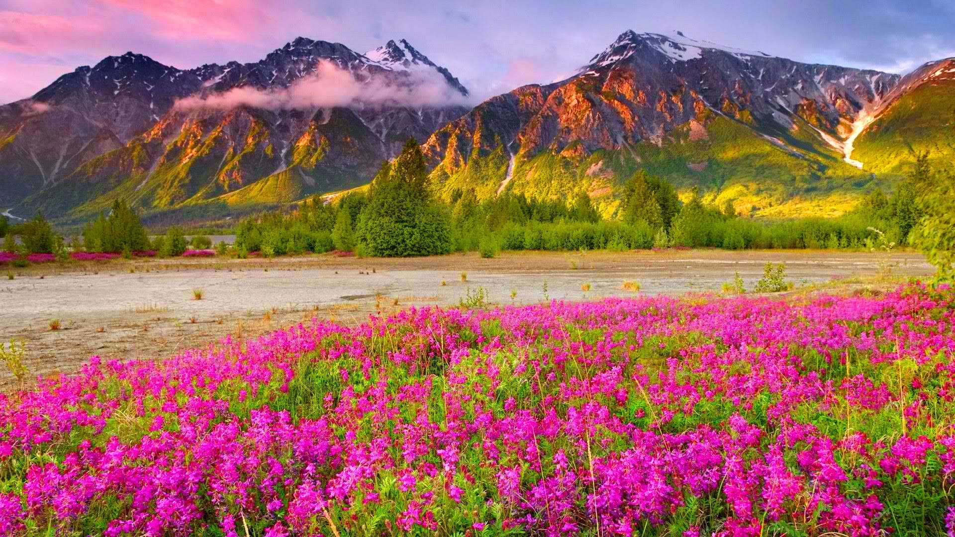 World's Most Beautiful Flowers Mountain Field Background