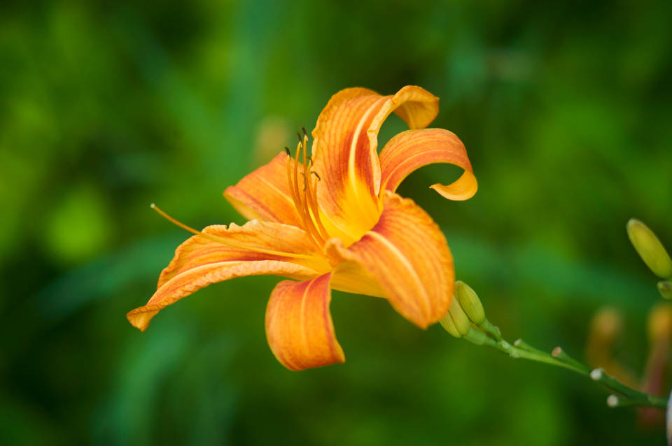 World's Most Beautiful Flowers Orange Daylily Background