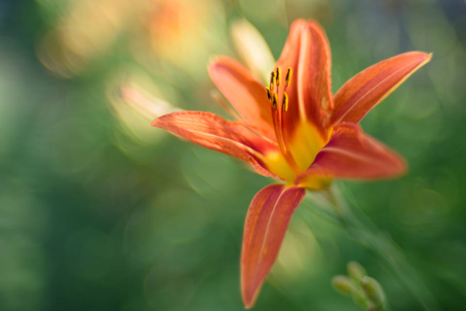 World's Most Beautiful Flowers Orange Lily Background