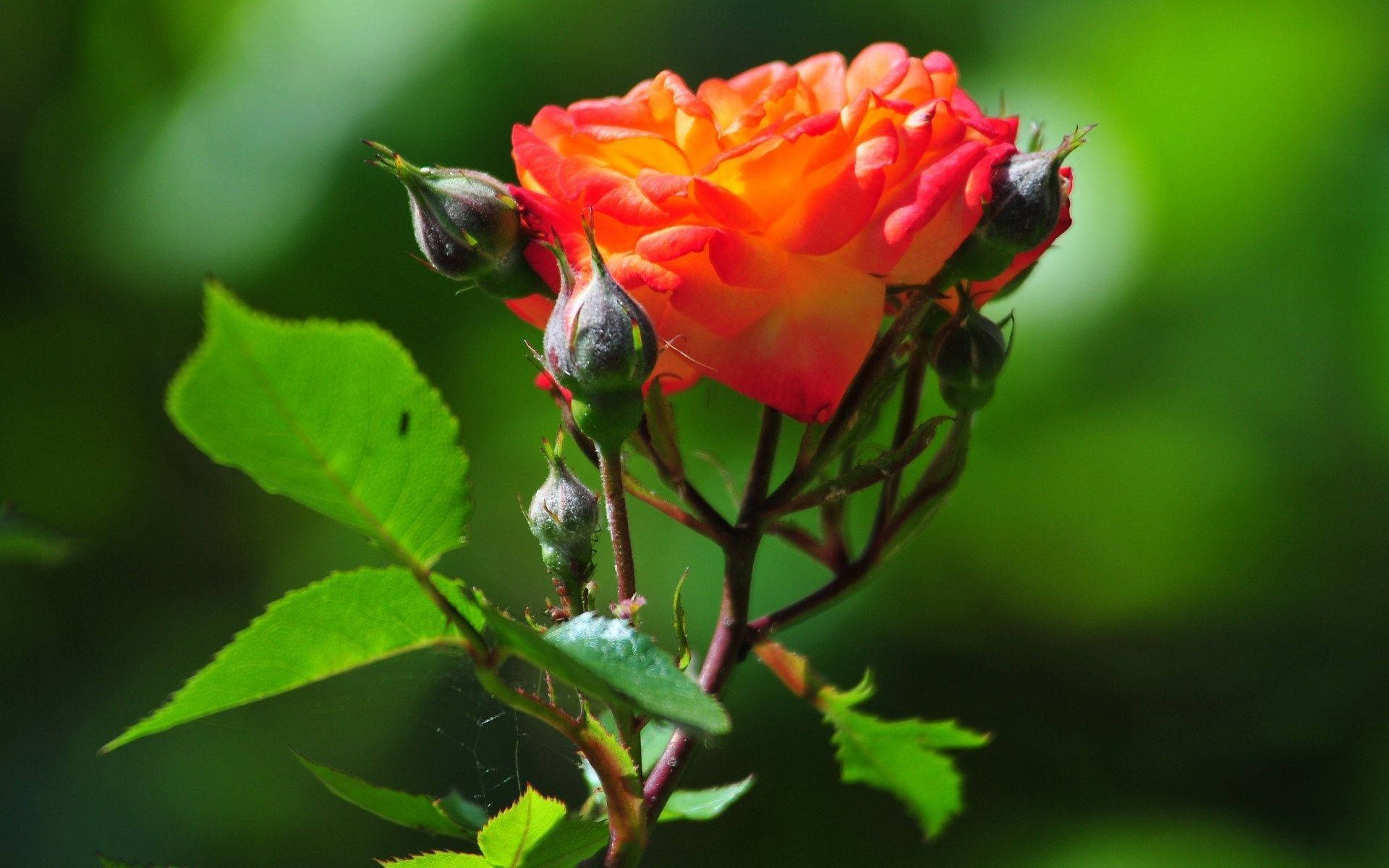 World's Most Beautiful Flowers Orange Rose Background