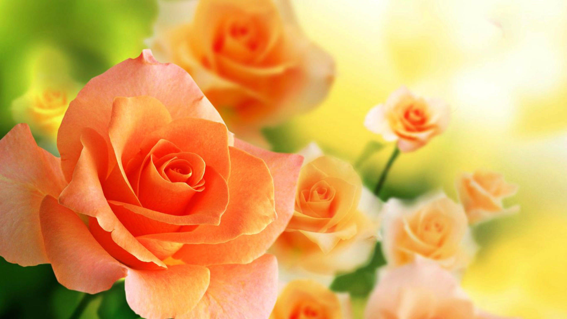 World's Most Beautiful Flowers Peach Roses Background
