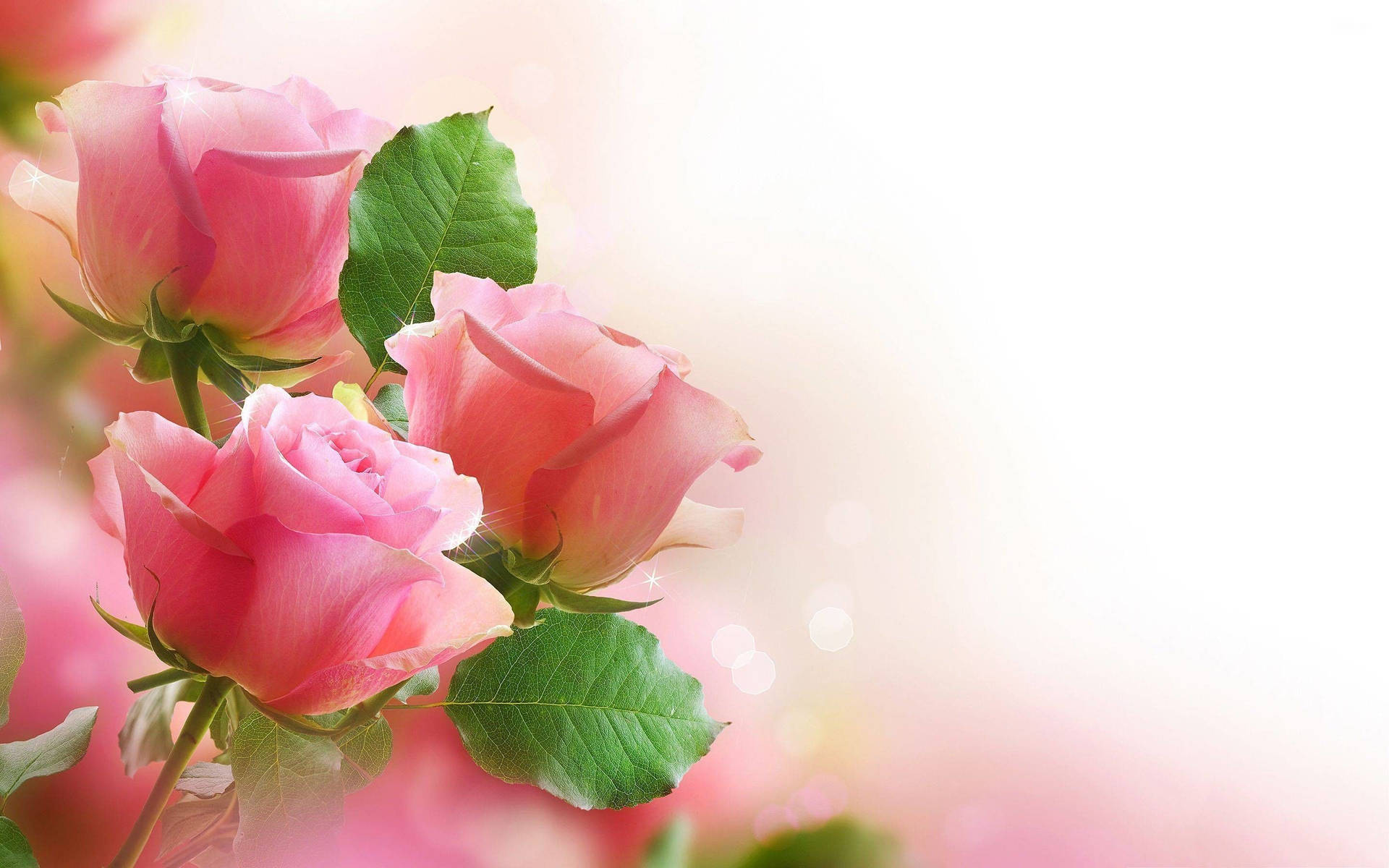 World's Most Beautiful Flowers Pink Roses Background