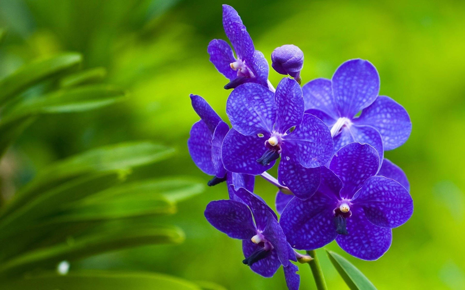 World's Most Beautiful Flowers Purple Orchids Background