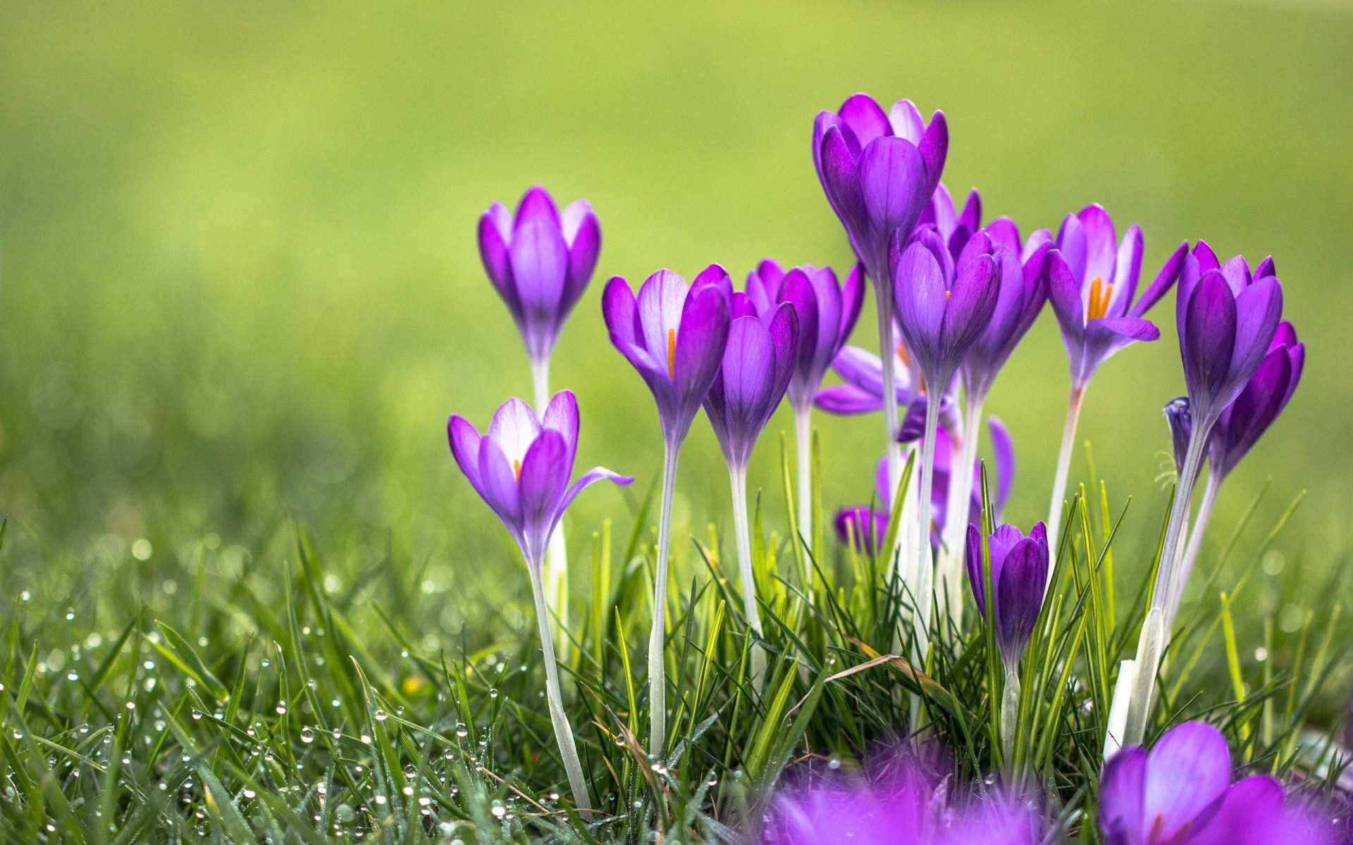 World's Most Beautiful Flowers Purple Tulips Background
