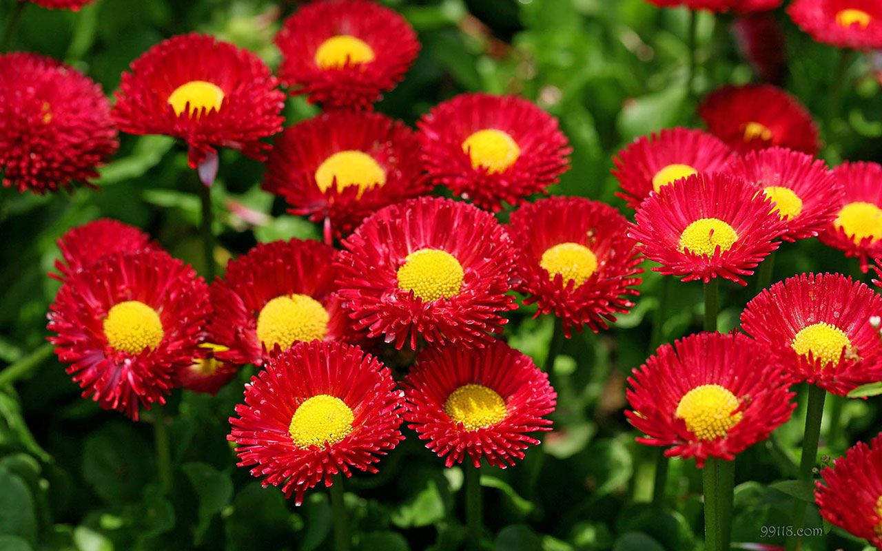 World's Most Beautiful Flowers Red Daisies Background
