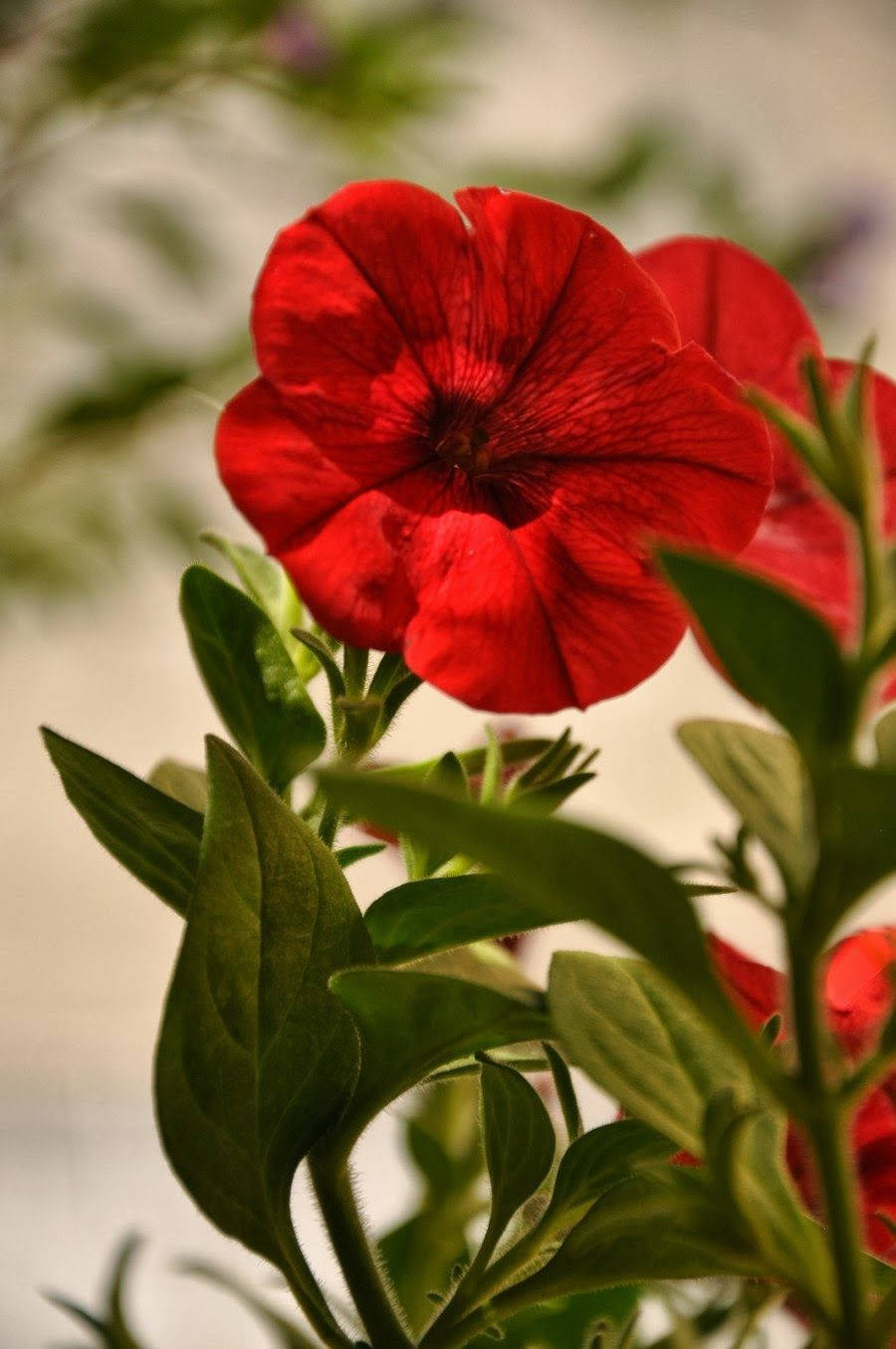World's Most Beautiful Flowers Red Petunia Background