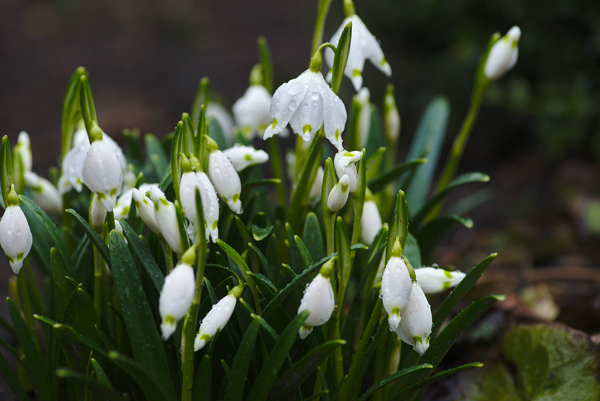 World's Most Beautiful Flowers Snowdrops Background