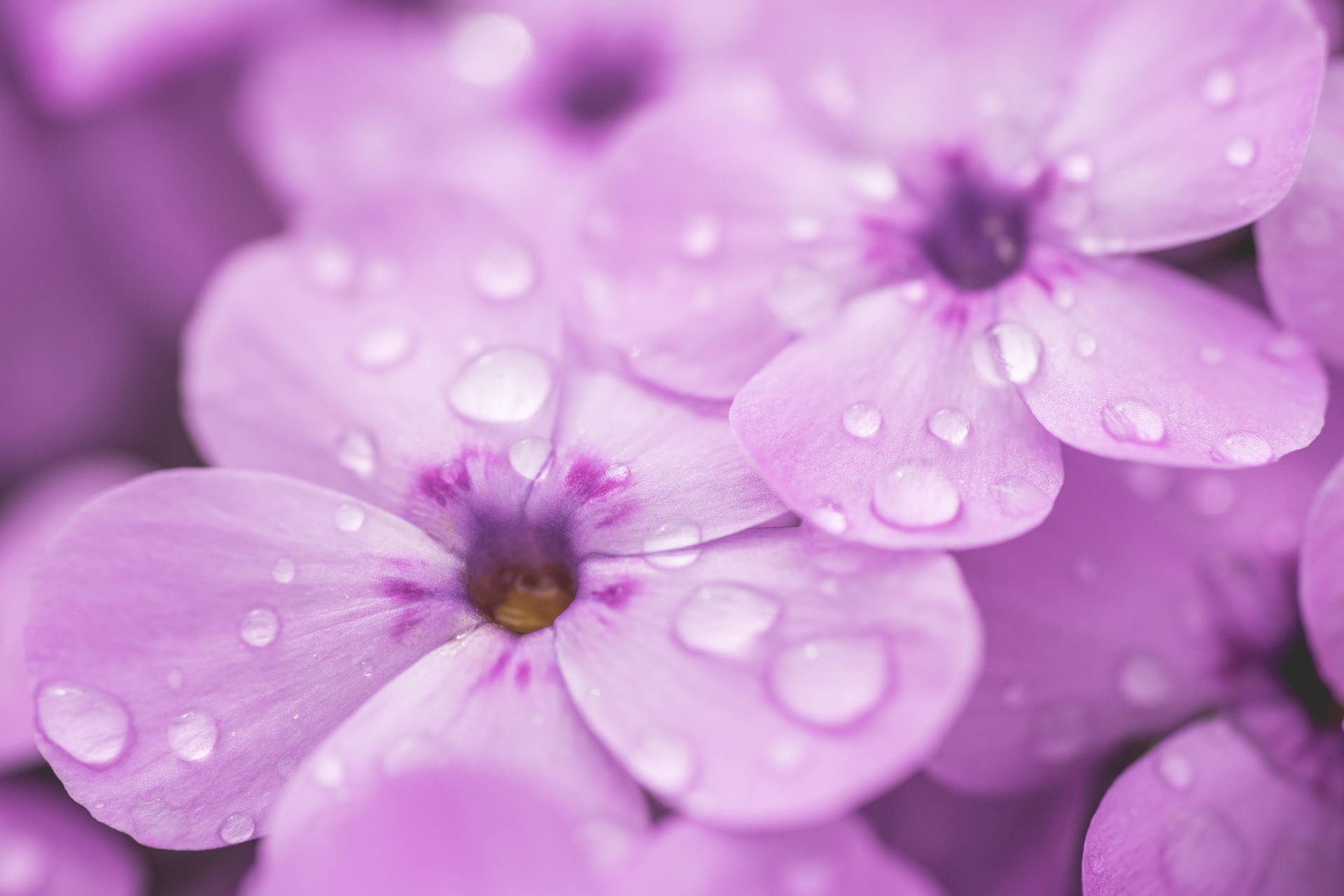 World's Most Beautiful Flowers Violet Phlox Background