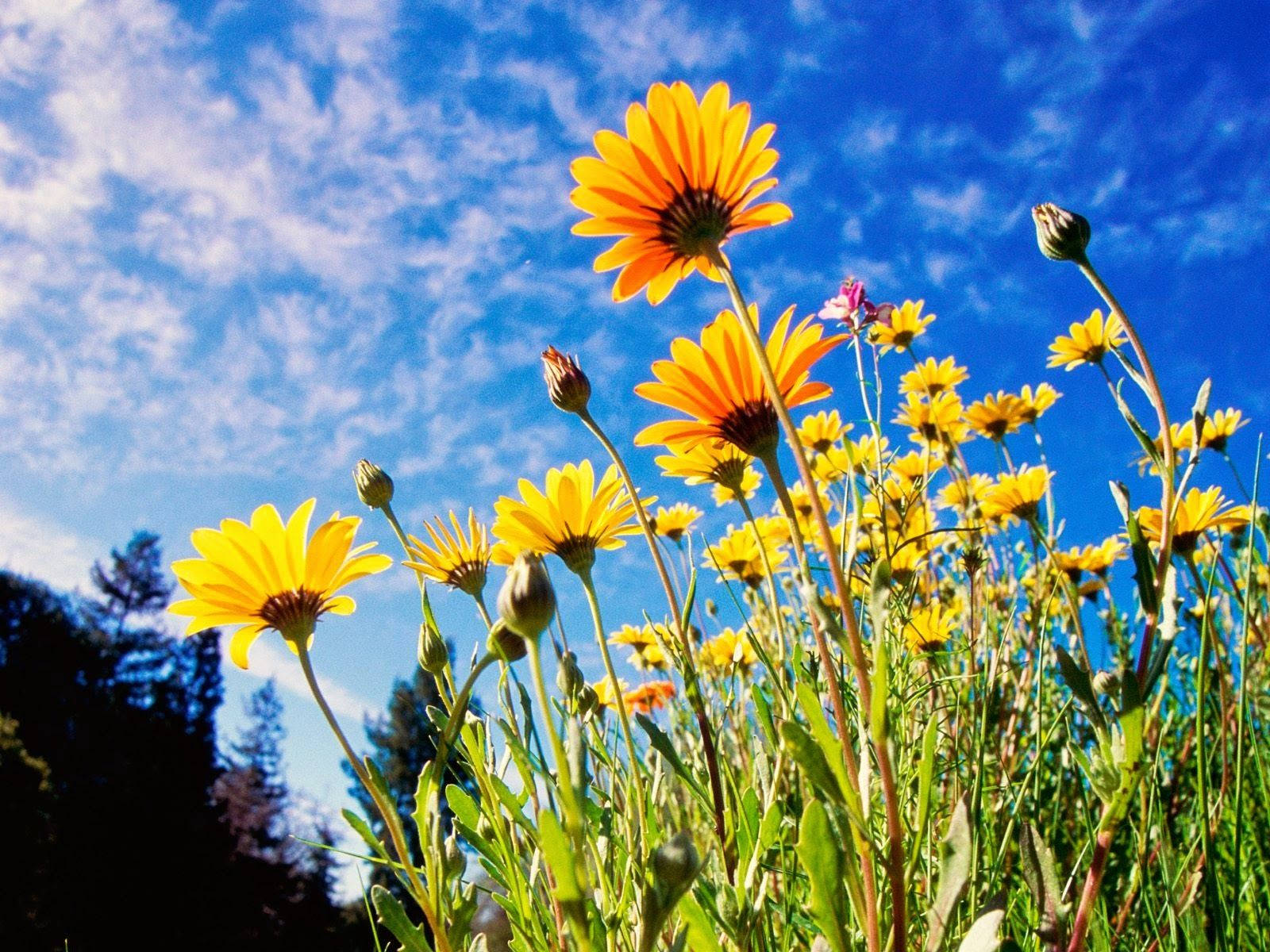 World's Most Beautiful Flowers Yellow Daisies Background