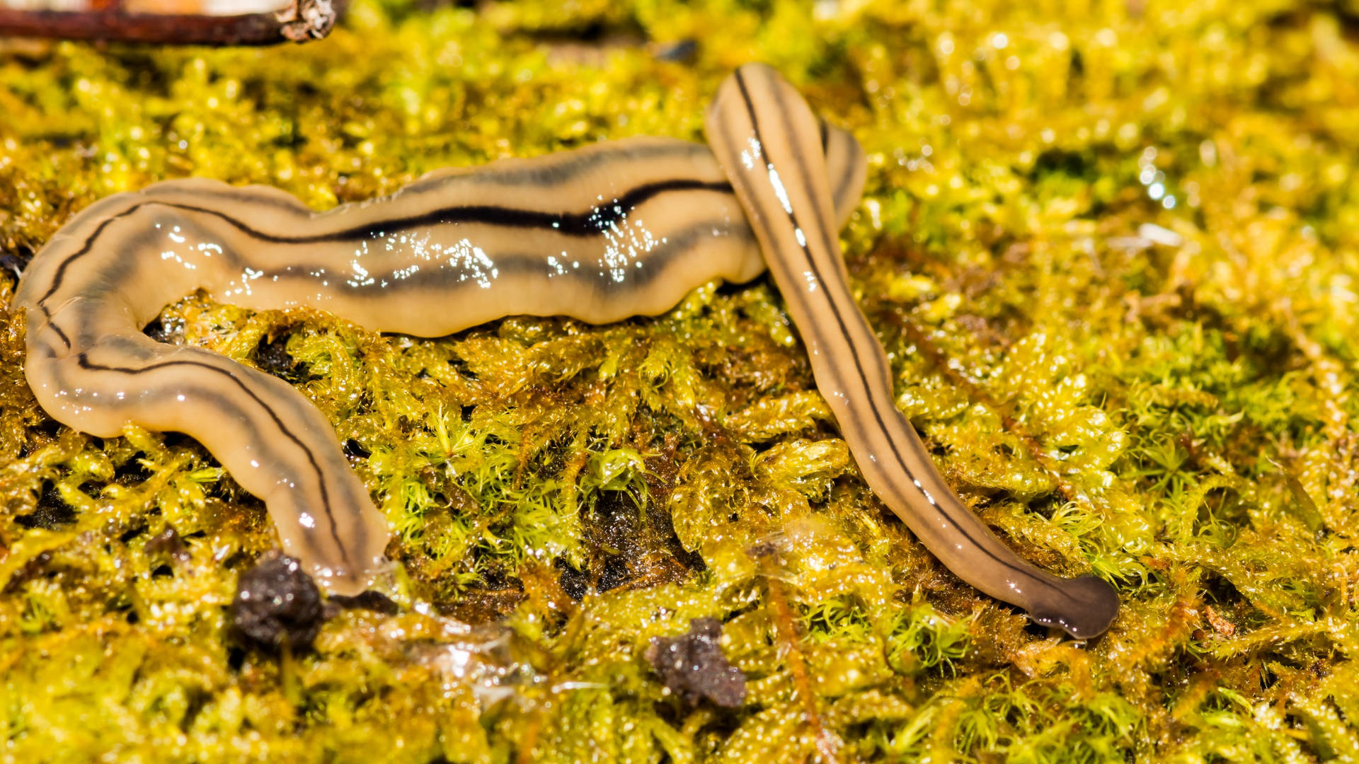 Worm Predator Bipalium Kewense Background