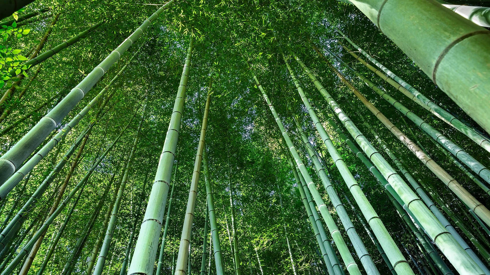 Worm's Eye View Angle Bamboo Hd Background