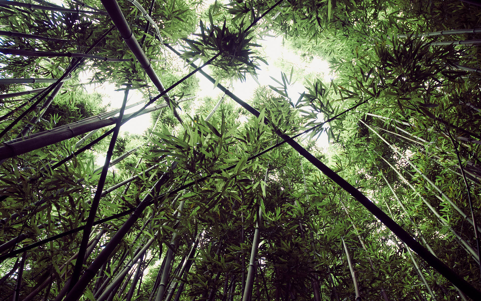 Worm's Eye View Bamboo Hd Background