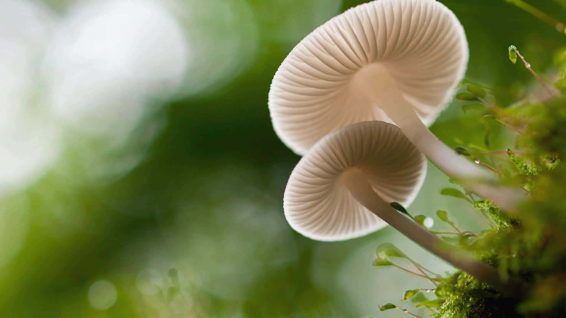 Worm's Eye View Of Bonnet Mushroom Fungus