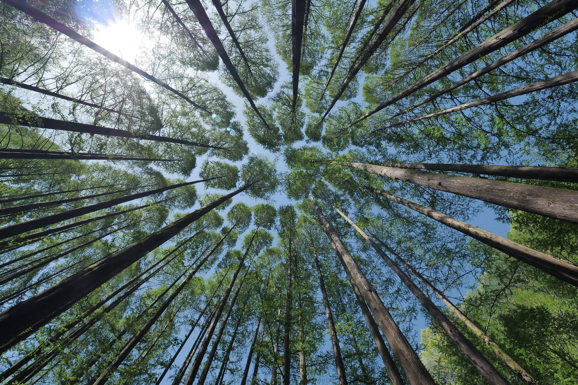 Worm's Eye View Woods Background