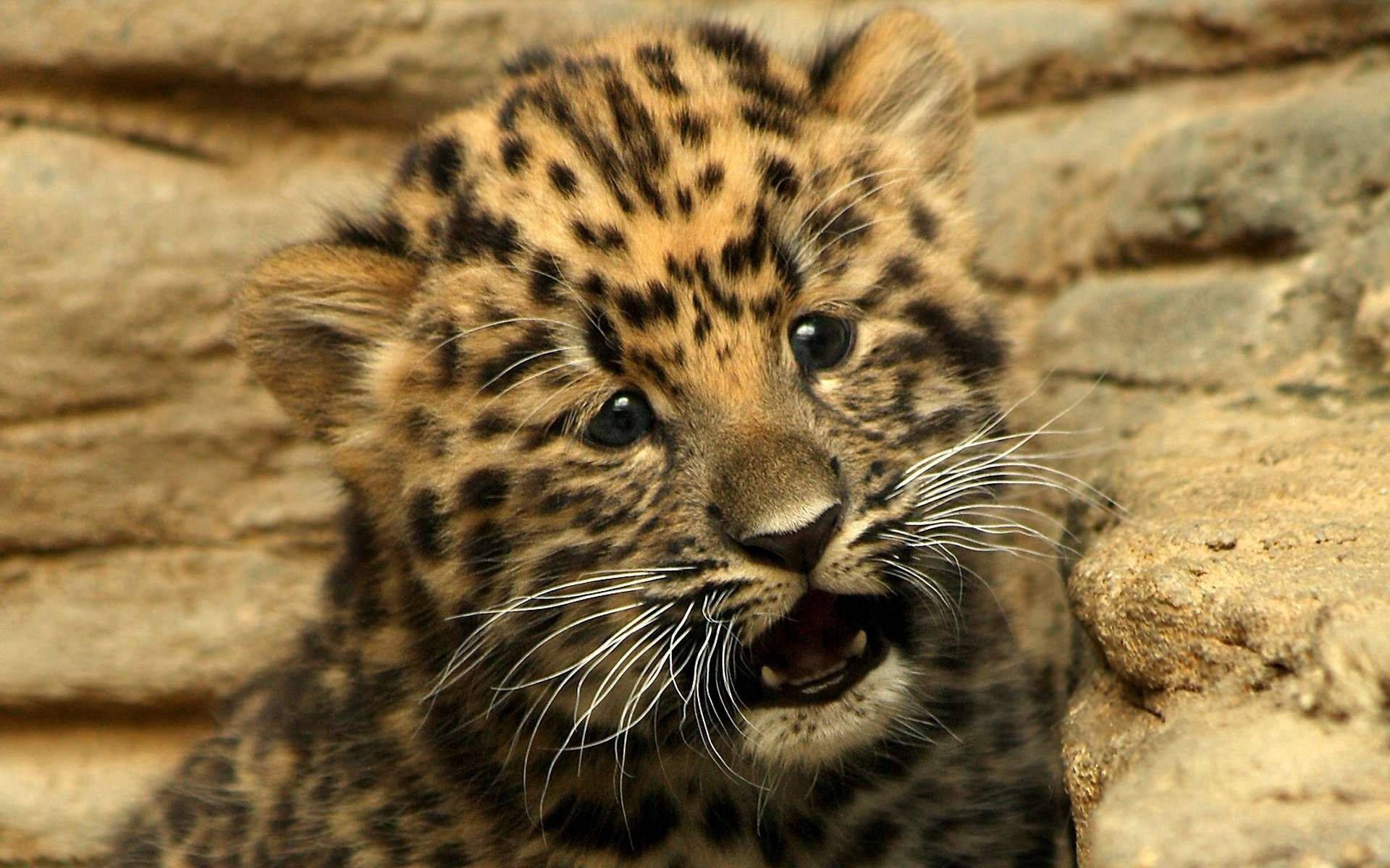 Worried Face Cheetah Background
