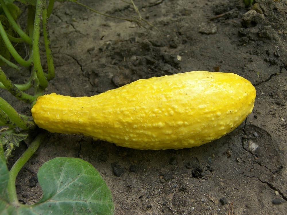 Wrinkly Crookneck Yellow Squash Background