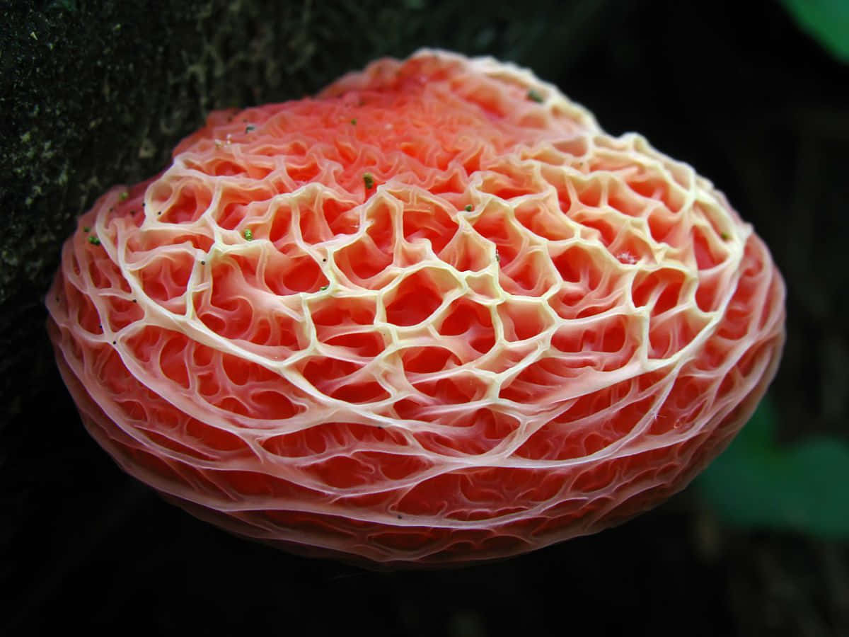 Wrinkly Peach Mushroom Fungus With Reticulated Cap