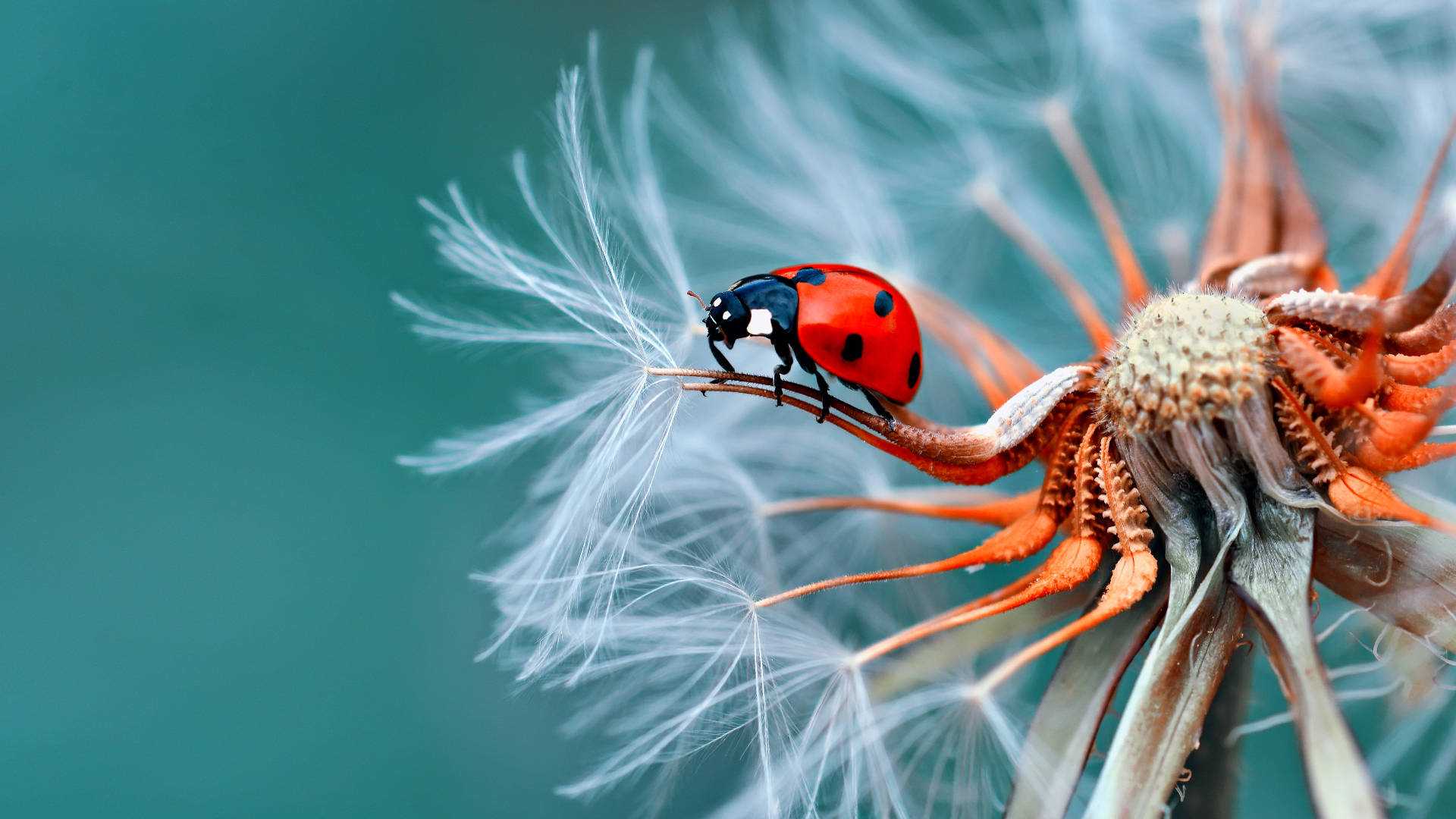 Yahoo Ladybug On Flower Background