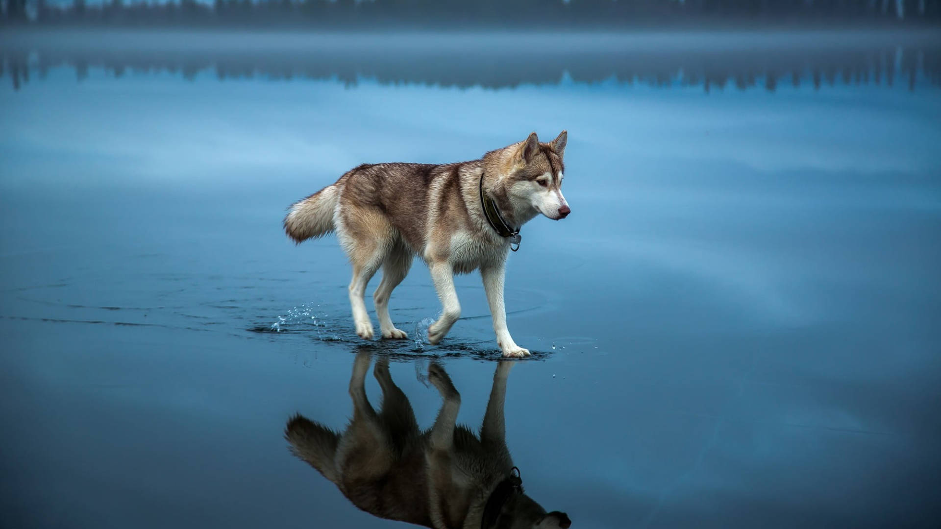 Yahoo Wolf Walking On Water Background