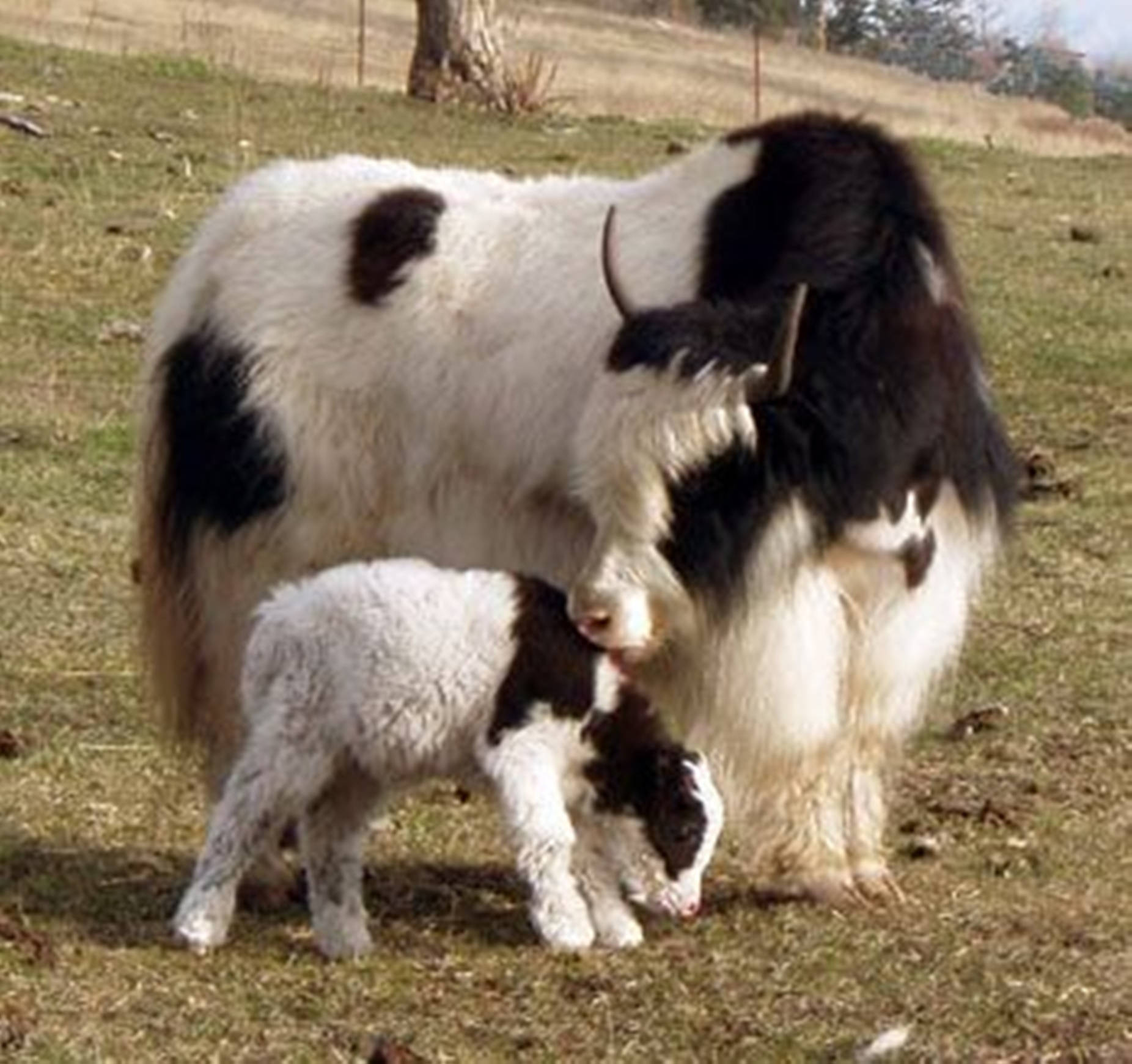 Yak Adult Black And White And Baby Yak Background