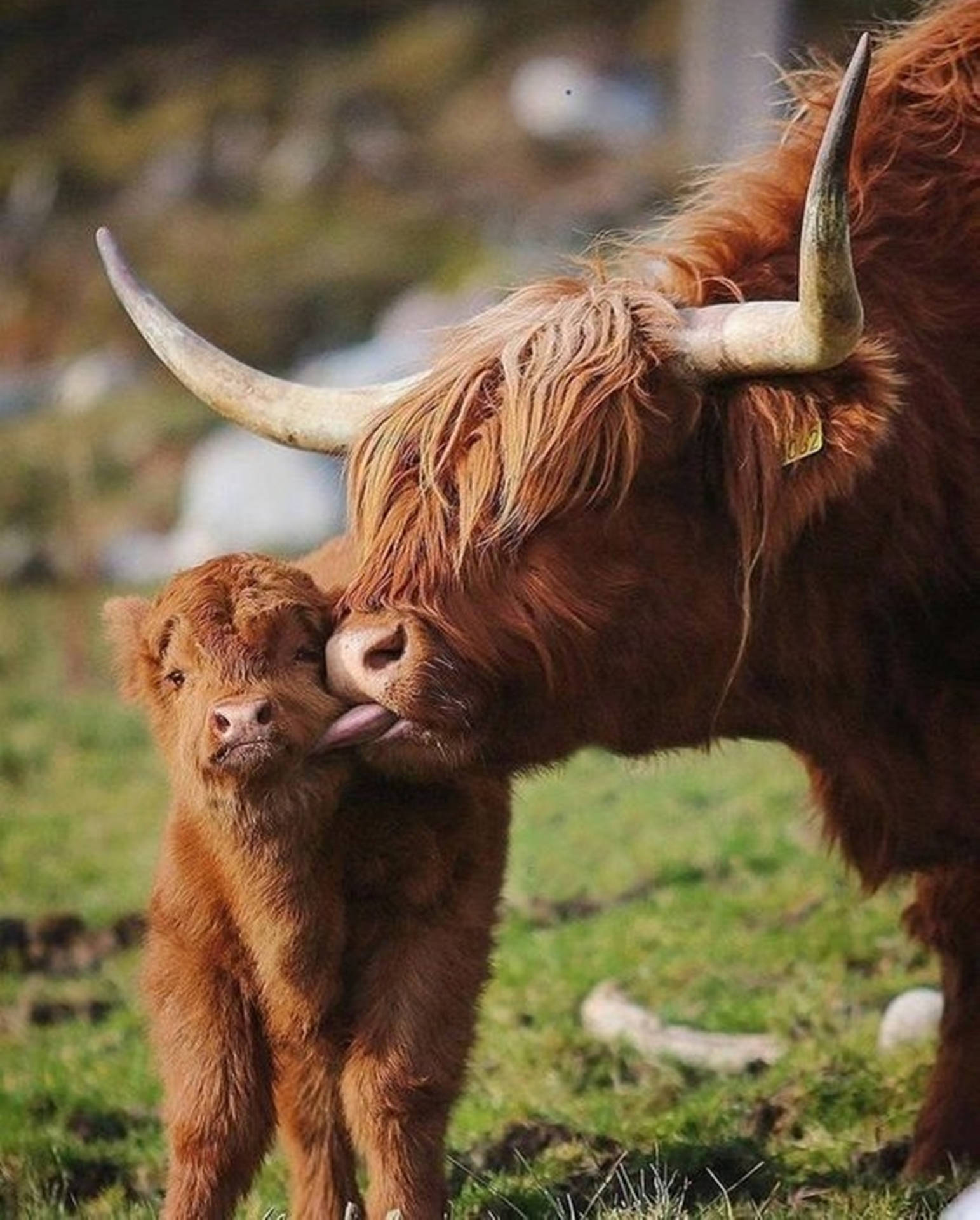 Yak Adult Licking Baby Yak Background