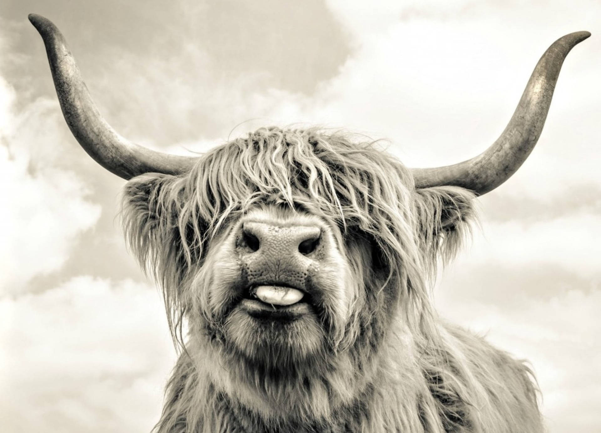 Yak Black And White Close-up Background