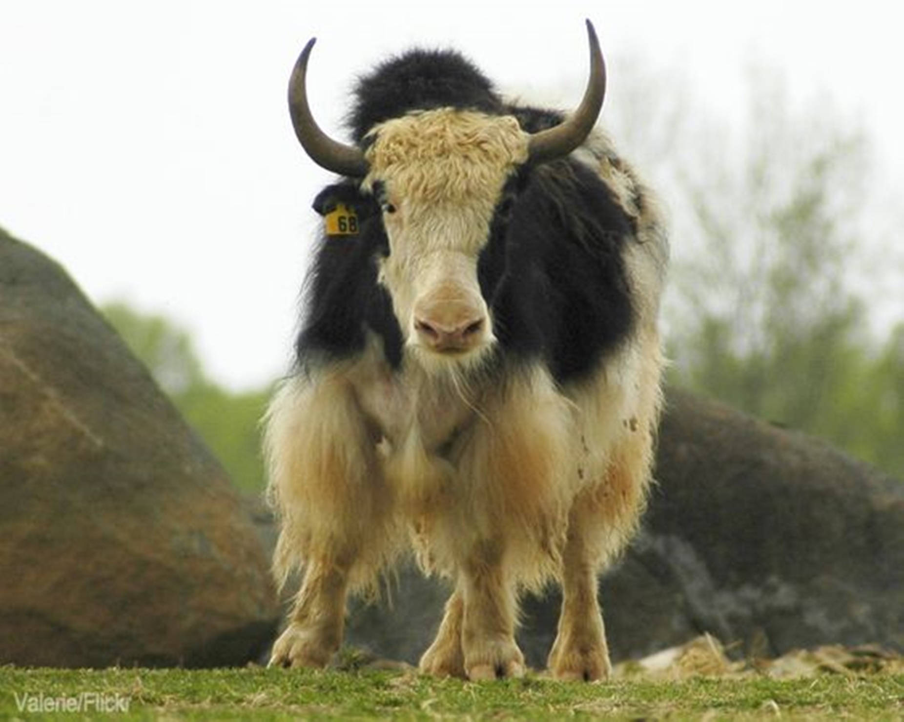 Yak Black And White Near Rocks Background