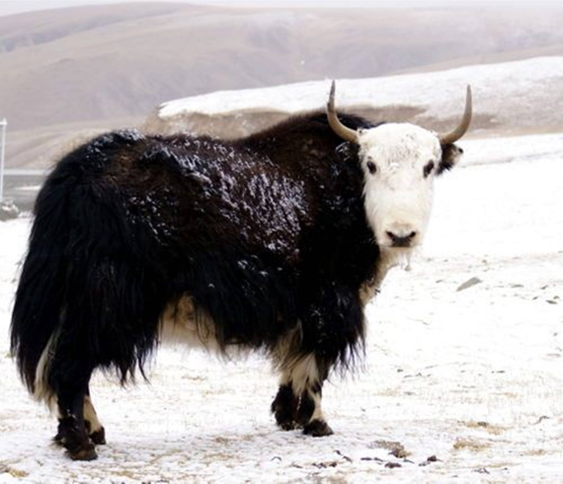 Yak Black And White On Snow Background