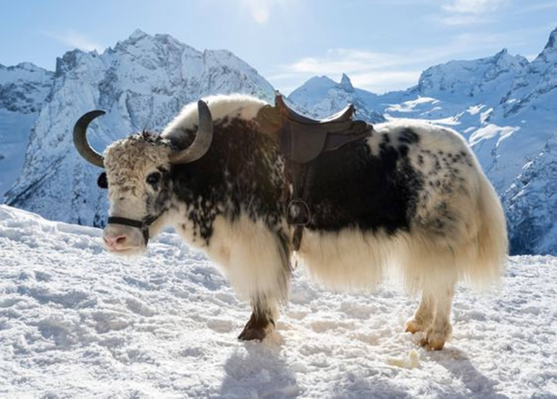 Yak Black And White On Snow With Mountains Background