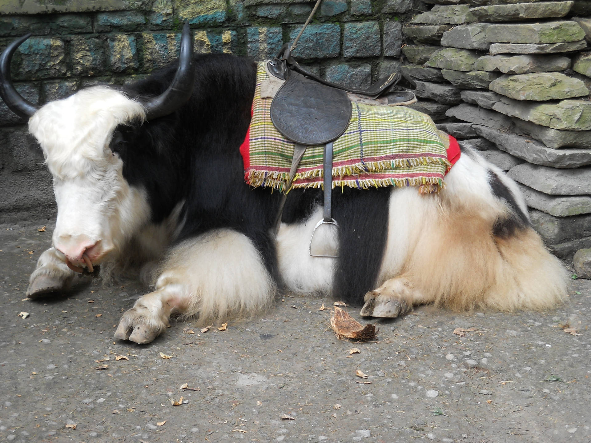 Yak Black And White Sleeping Stone Bricks