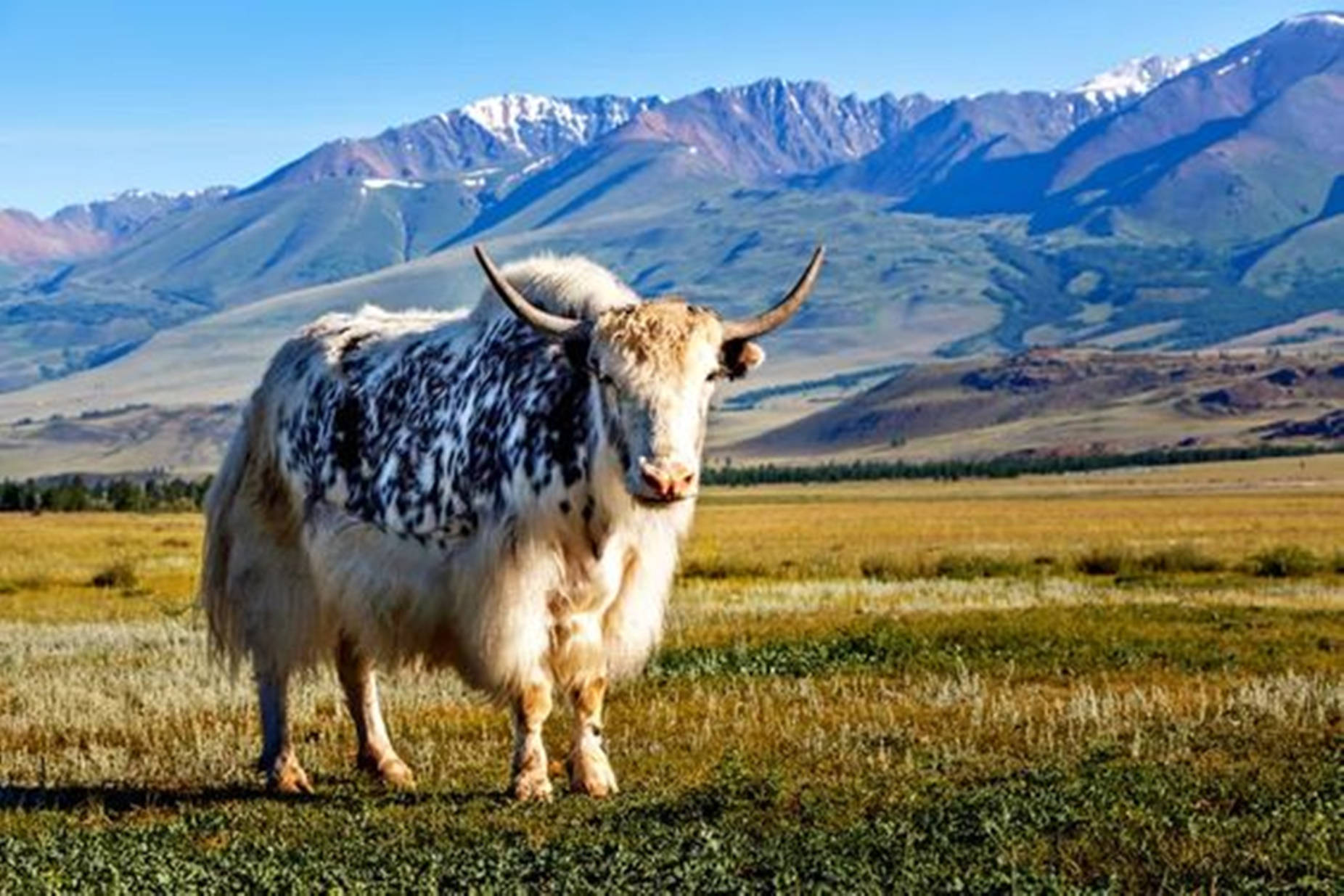 Yak Black And White Spots On Grass Field Background