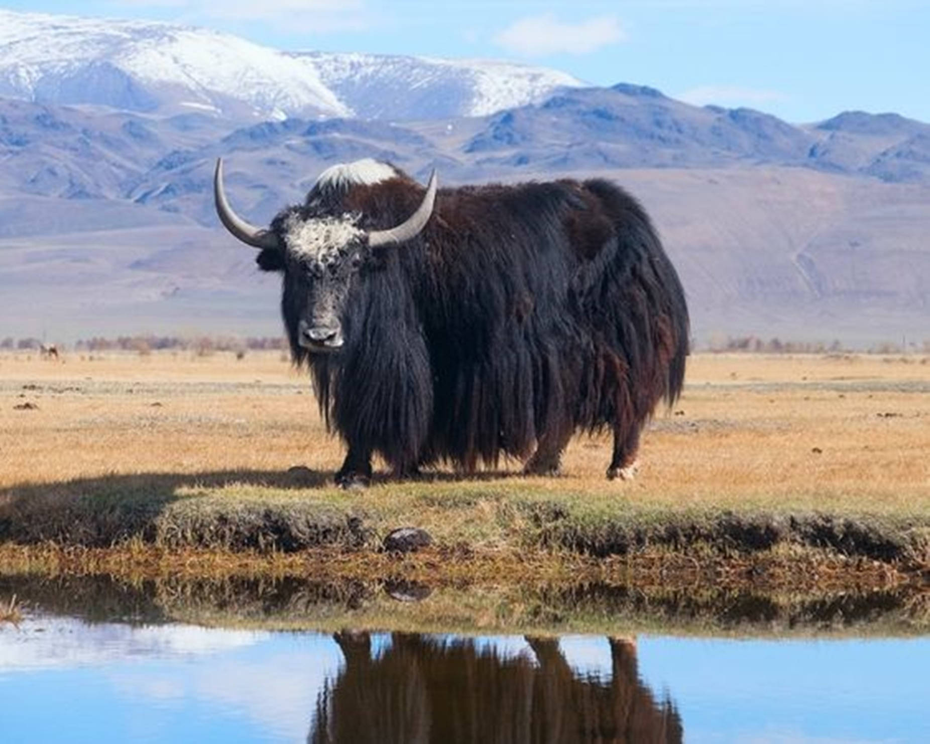 Yak Black By Pond With Mountain View