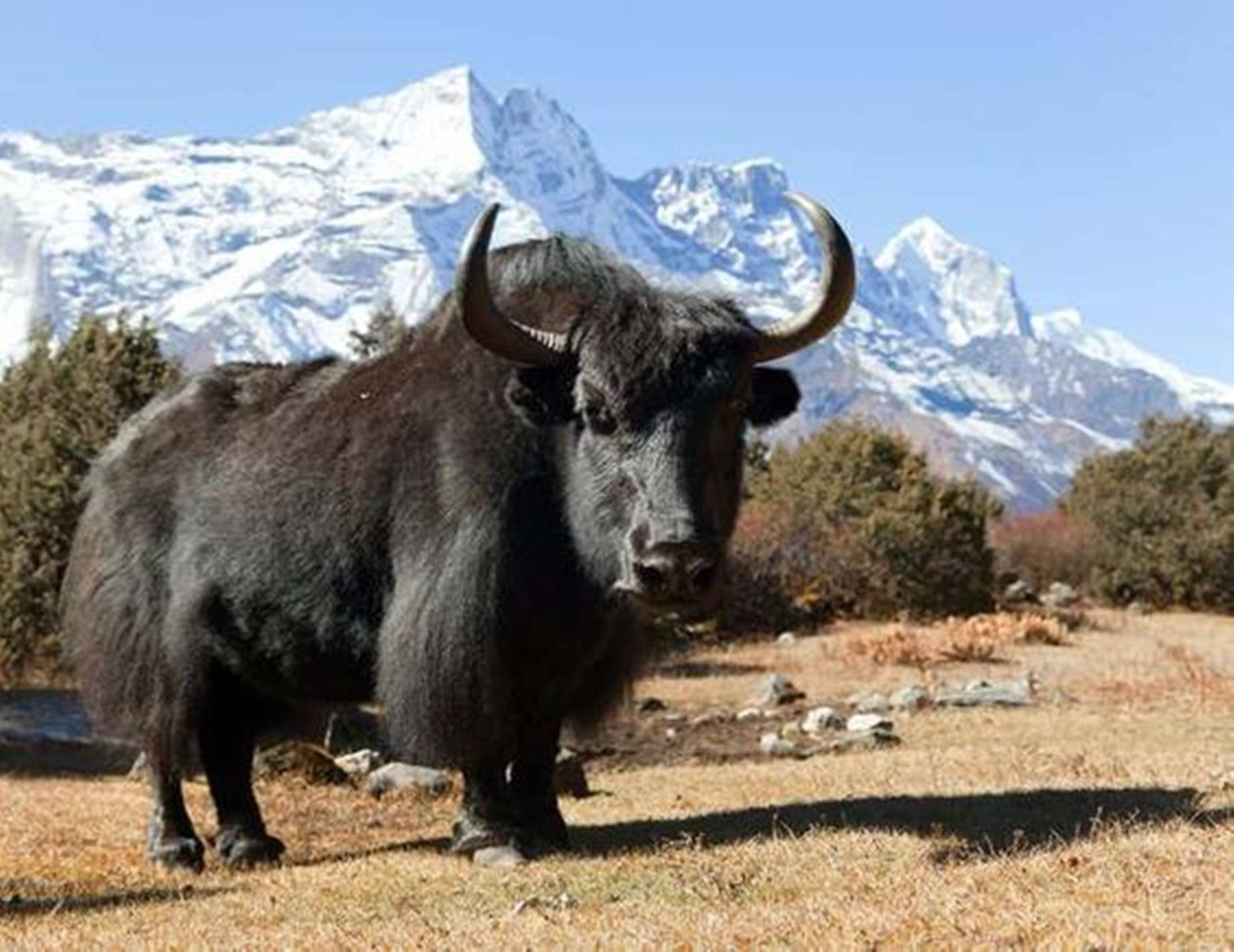 Yak Black On Grass With Snowy Mountain