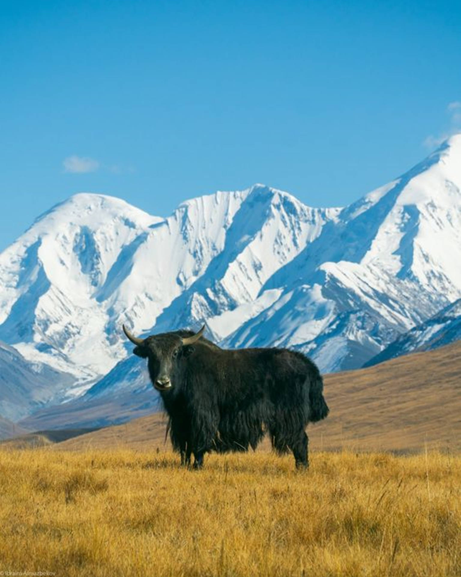 Yak Black On Grass With White Snow Mountain